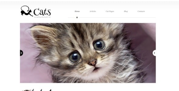 о теме кошки wordpress