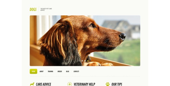 собака отзывчивая тема wordpress
