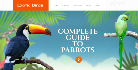 птицы отзывчивый шаблон сайта