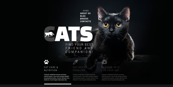 шаблон сайта cats club