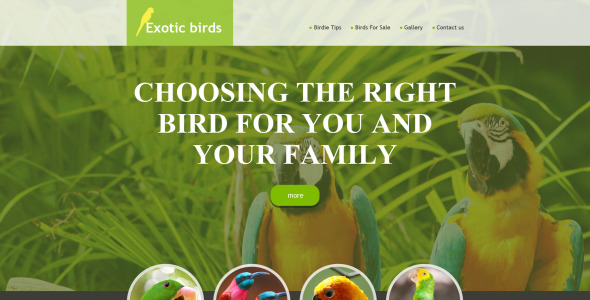 шаблон музы птиц