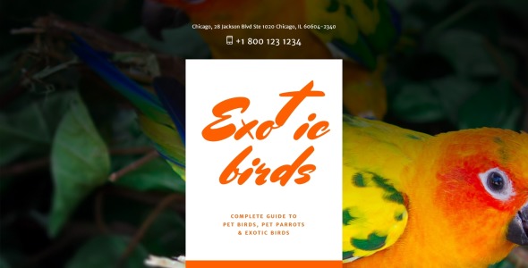 птицы отзывчивый шаблон целевой страницы