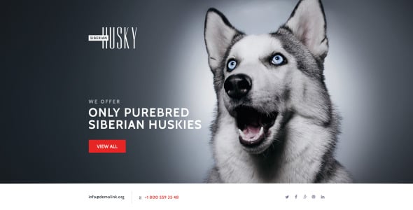 шаблон целевой страницы для собак