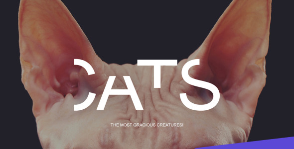 шаблон cat moto cms 3