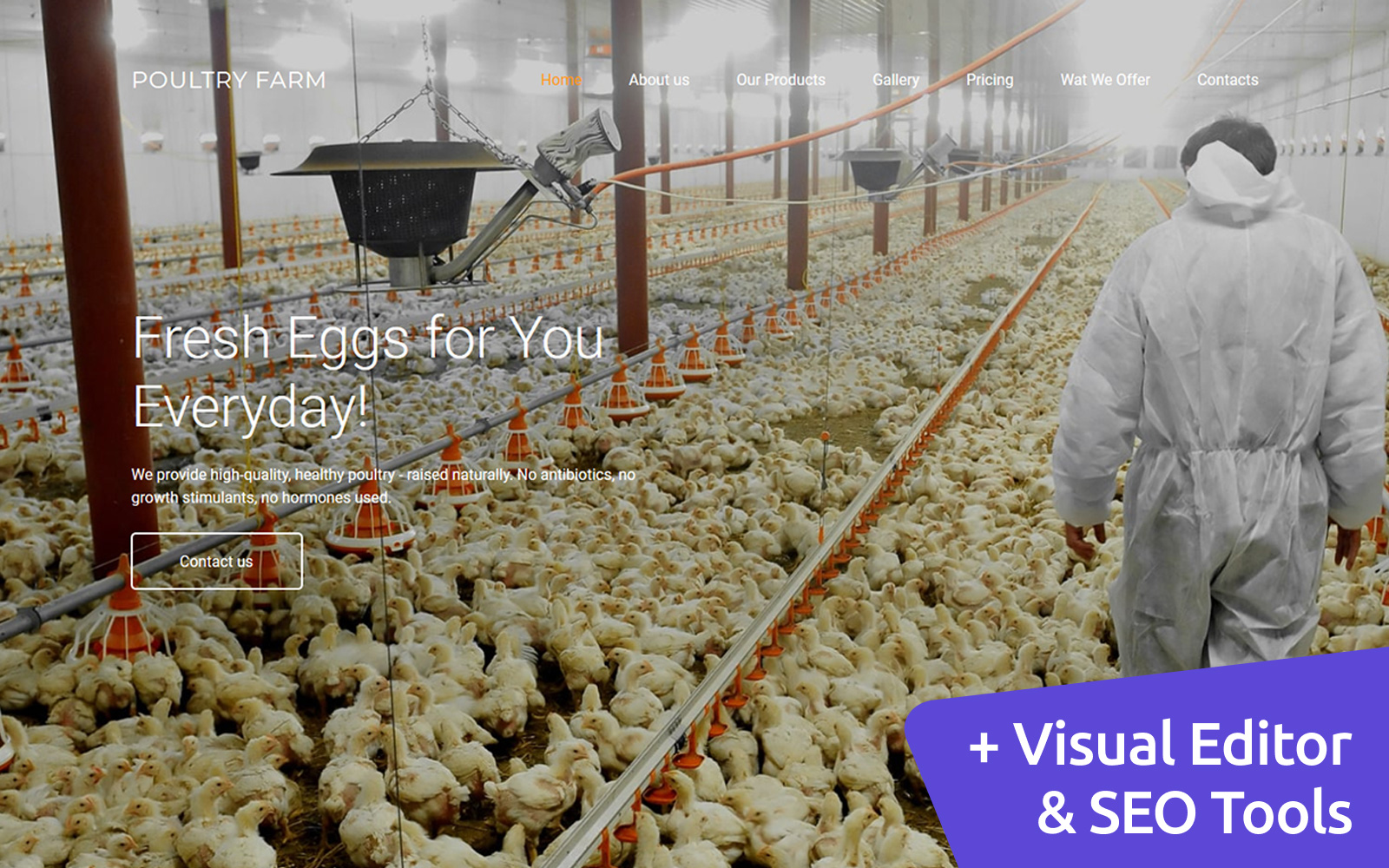 Poultry Farm Premium Moto CMS 3 Template