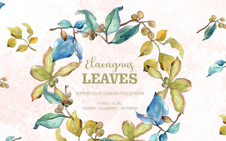 Elaeagnus Leaves Watercolor png - Illustration