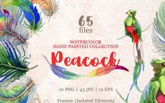 Peacock Watercolor Png - Illustration