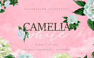 Camelia White Watercolor png - Illustration