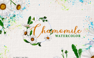Chamomile Watercolor Png - Illustration