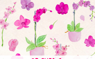 27 Lovely Orchid Flowers - Illustration