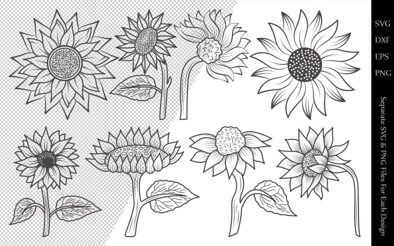 Download Sunflower Outline Bundle Drawings Illustration