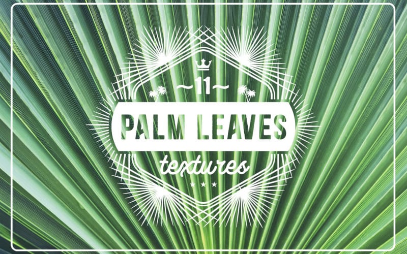 Download Background "11 Palm Leaves Textures Background" / 11 Palm Leaves Textures Background - Background на тему графика palm leaves texture,palm leaves pattern,palm leaves background,palm leaves backdrop,palm leaves surface,exotic,brunch,leaf,beauty,background,texture,paradise,palm,flora,banana,tropic,beautifu
