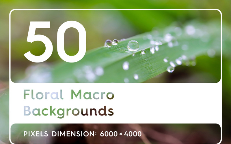 Download Background "50 Floral Macro Background" / 50 Floral Macro Background - Background на тему графика floral macro background,floral macro texture,floral macro surface,floral macro pattern,floral background,floral texture,floral surface,dew,drops,drop,green,leaf,summer,background,beautiful,fl