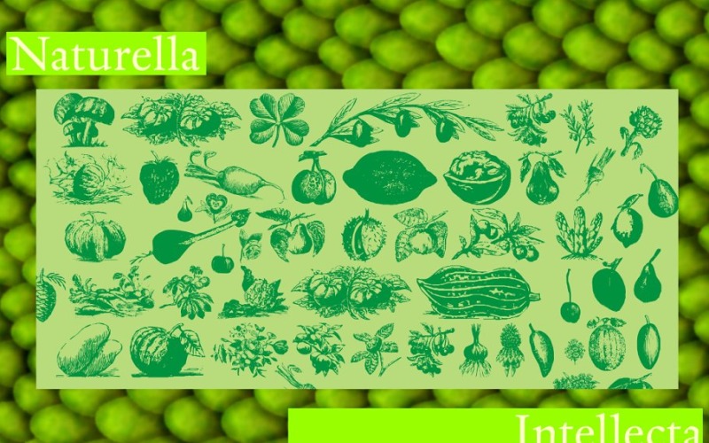 Download Шрифт "Naturella Font" / Naturella Font - Шрифт на тему графика organic,nature,illustrations,ornaments,summer,veggie,vegetables,green,fruits,dingbats,cuisine,engraving,flora,fruit,flowers,1800s