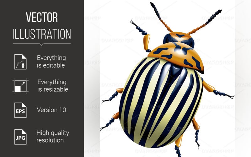 Download Vector "The Colorado Potato Beetle - Vector Image" / The Colorado Potato Beetle - Vector Image - Vector на тему графика leptinotarsa,white,decemlineata,beetle,bug,insect,potato,colorado,leaf,damaged,agriculture,season,nature,striped,nobody,yellow,monoculture,eating,black,leptinotarsa decemlineata