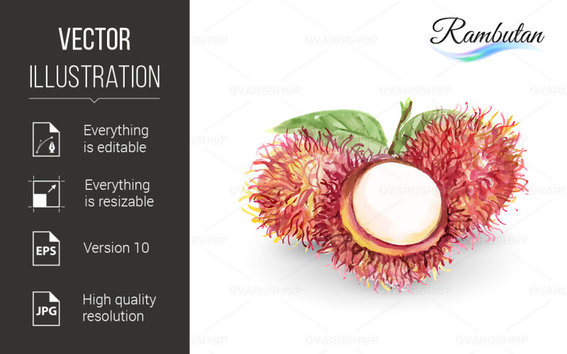 Download Vector "Rambutan - Vector Image" / Rambutan - Vector Image - Vector на тему графика fruit,rambutan,watercolor,fresh,isolated,white,background,closeup,illustration,object,delicious,health,artistic,painting,nature,ingredient,group,asian,picture,creativity