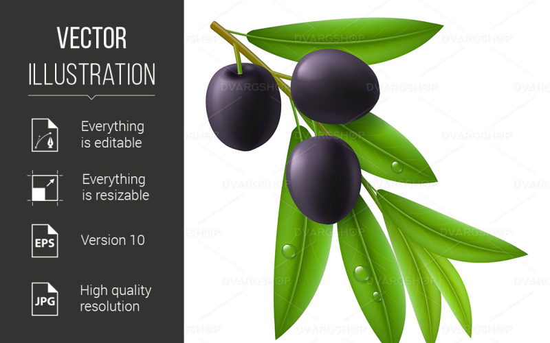 Rama de olivo con aceitunas negras maduras - Imagen vectorial