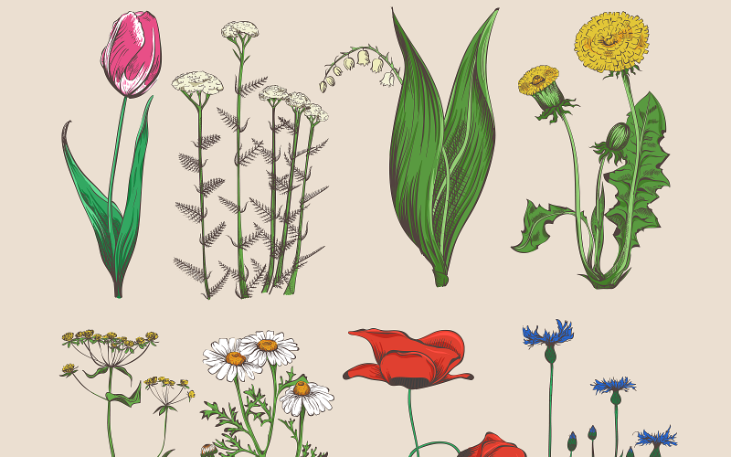 Download Vector "Vintage Hand Drawn Flowers And Herbs - Vector Image" / Vintage Hand Drawn Flowers And Herbs - Vector Image - Vector на тему графика flower,herb,tulip,lily,plantain,tansy,daisy,chamomile,poppy,cornflower,vector,leaf,wild,plant,natural,aroma,drawing,meadow,floral,organic