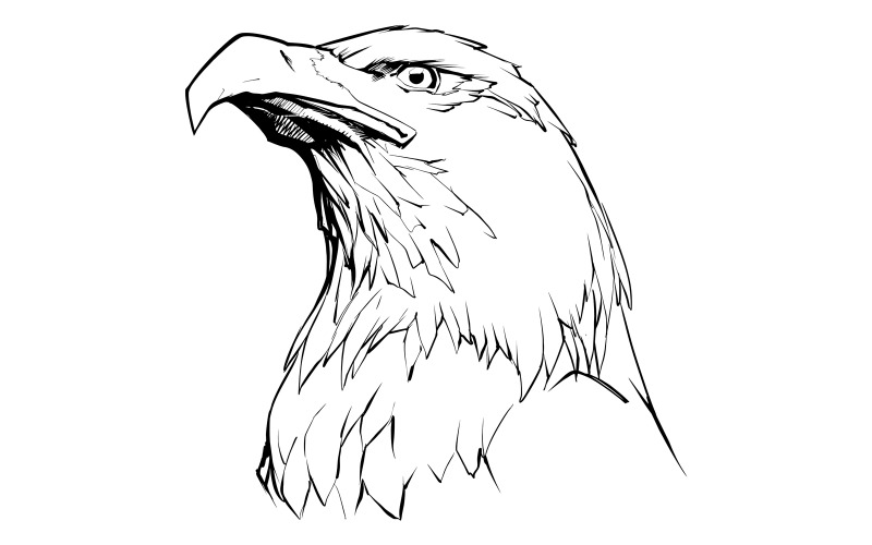 Aigle sur blanc - Illustration