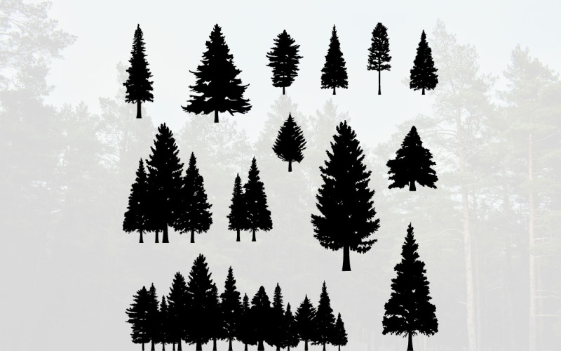 Sagoma di albero di abete di pino di conifere