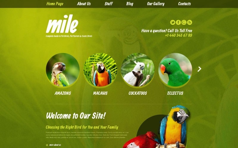 Бесплатная тема и шаблон сайта WordPress для блога Exotic Birds