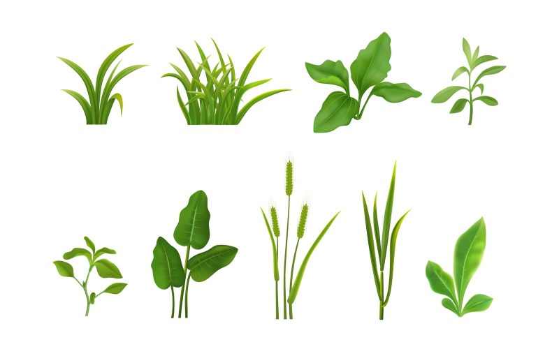Concepto de ilustración de vector de conjunto realista de hojas de hierba