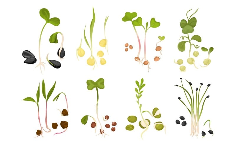 Microgreen rosnące nasiona zestaw wektor ilustracja koncepcja