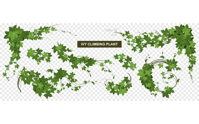 fensterblatt kaufen Monstera deliciosa (Fensterblatt) kaufen main image 0