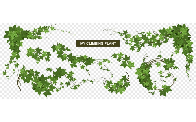 Ivy Climbing Plant Transparent Set Vector Illustration Concept