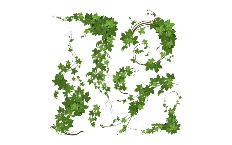 Branches Lierre Plante Grimpante Verte Ensemble Concept Illustration Vectorielle