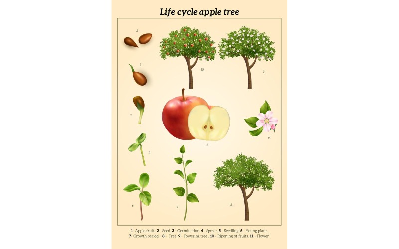 Realistic Life Cycle Apple Tree Vintage 210230526 Vector Illustration  Concept