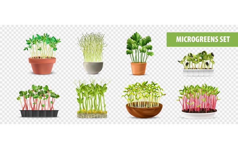 Realistické zdravé výživy Microgreens transparentní sada 200730517 vektorové ilustrace koncept