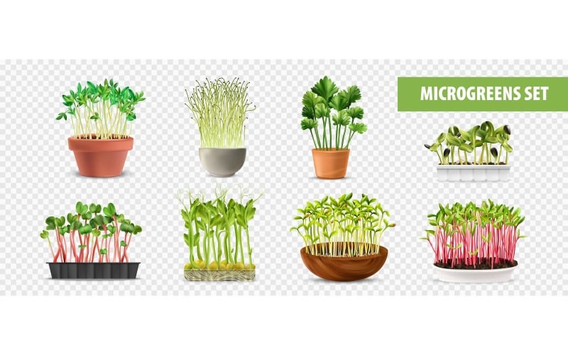 Realistische gezonde voeding Microgreens transparante set 200730517 Vectorillustratieconcept