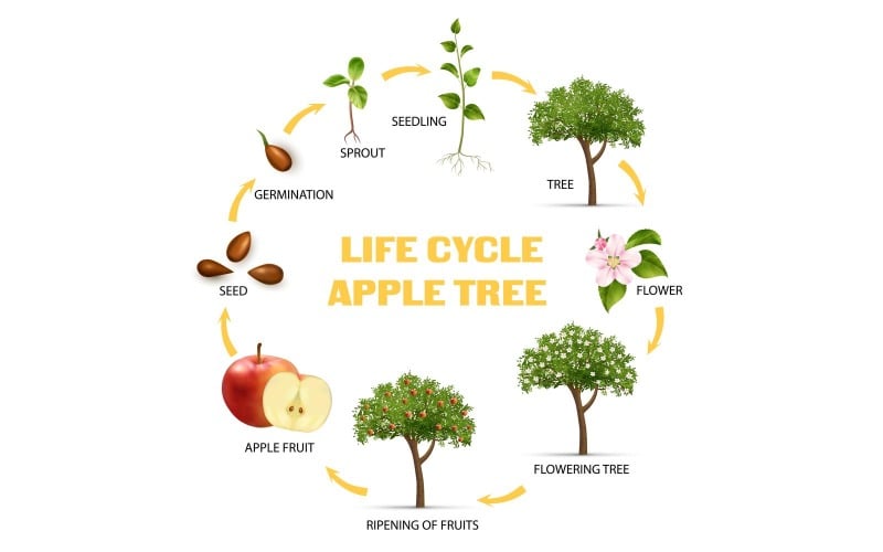 Realistic Life Cycle Apple Tree Infographics 210230523 Vector Illustration Concept