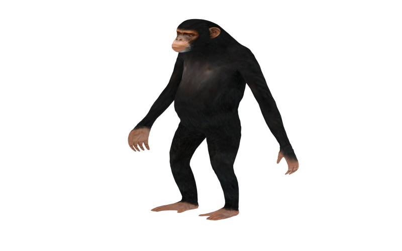 Chimpansee 3D-model klaar voor game