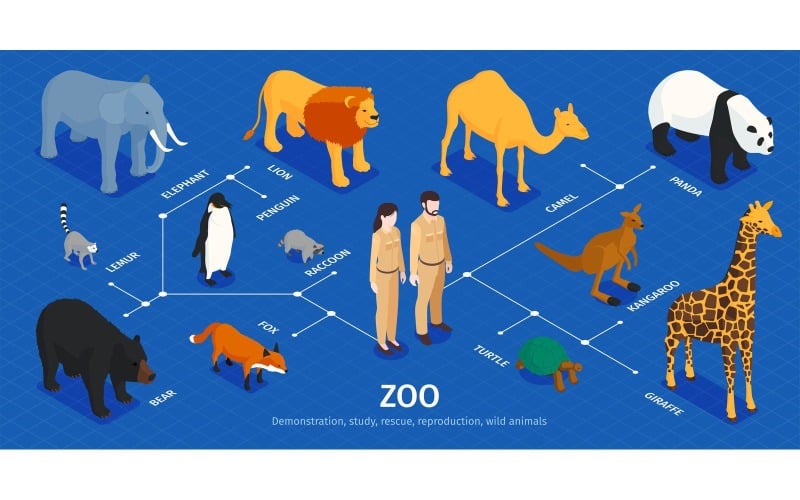 Isometric Zoo Infographics 201050419 Vector Illustration Concept