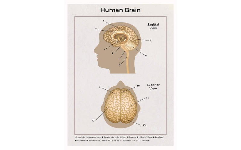 Human Brain Anatomy 201100309 Vector Illustration Concept