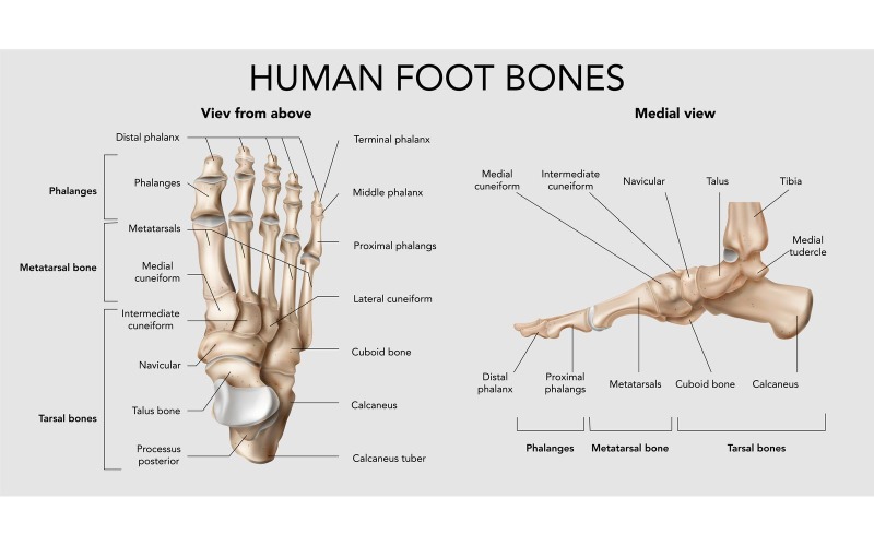 Anatomia realista dos ossos do pé 201230516 Conceito de ilustração vetorial