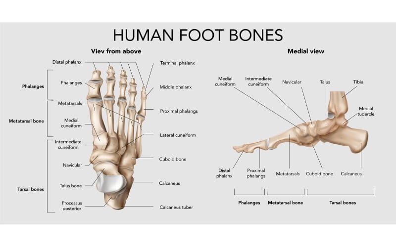 Realistische voet botten anatomie 201230516 vector illustratie concept