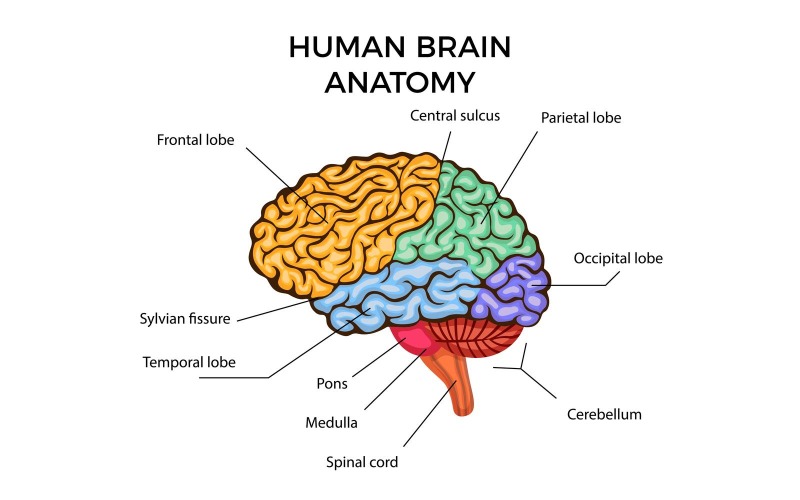 Анатомия человеческого мозга 201100306 векторные иллюстрации концепции