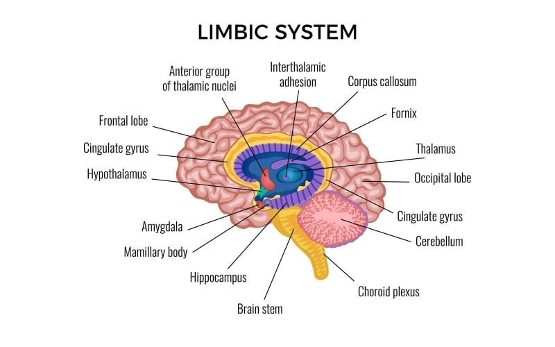 Anatomia, cérebro, sistema límbico, infográficos, 201100304, vetorial, ilustração, conceito