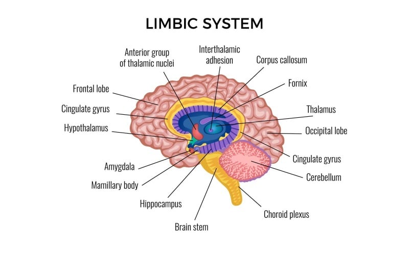 Анатомия мозга лимбической системы инфографики 201100304 векторные иллюстрации концепции