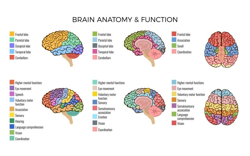 Human Brain Anatomy Function Area Mind System 201100305 Vector Illustration Concept