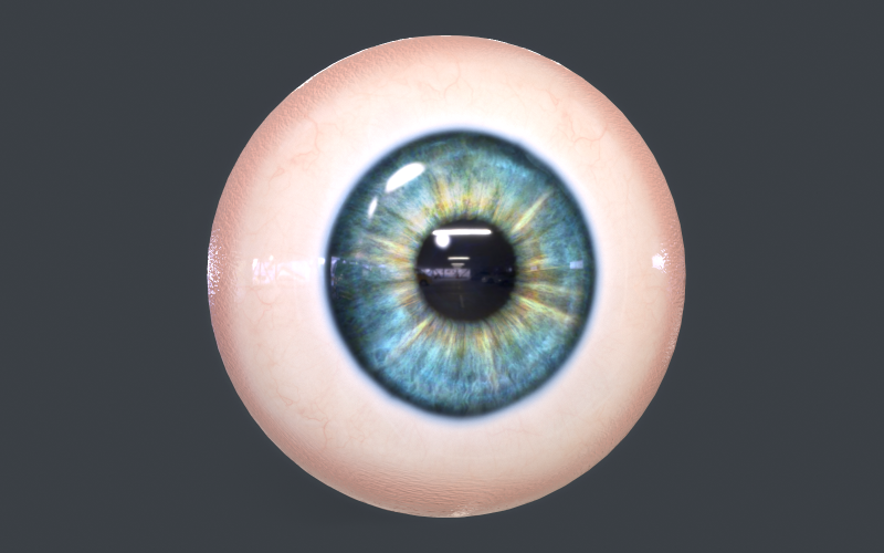 人类眼球包低聚3D模型