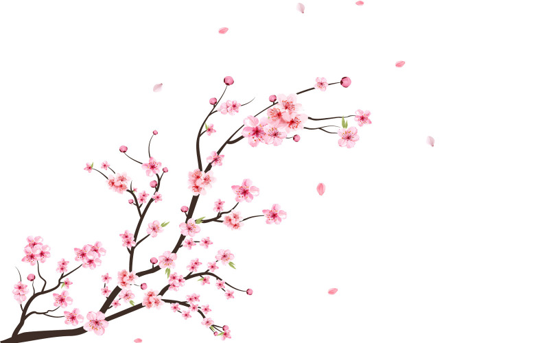 Akvarell Cherry Blossom Sakura blomma