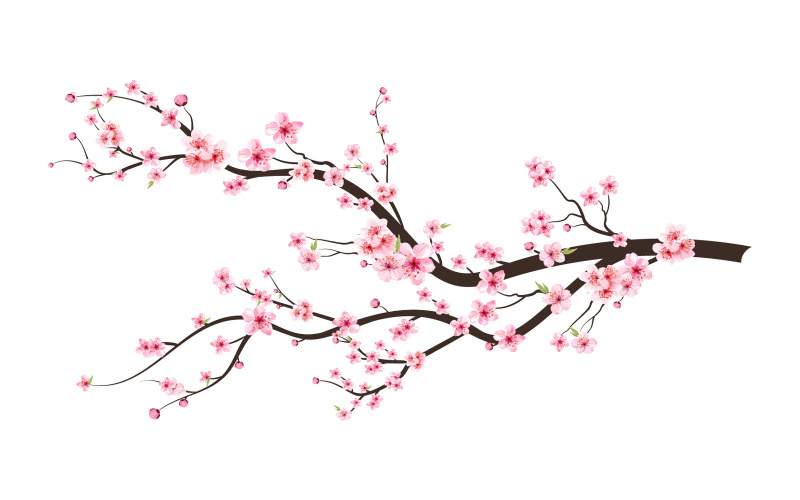 Branche de fleur aquarelle fleur de cerisier