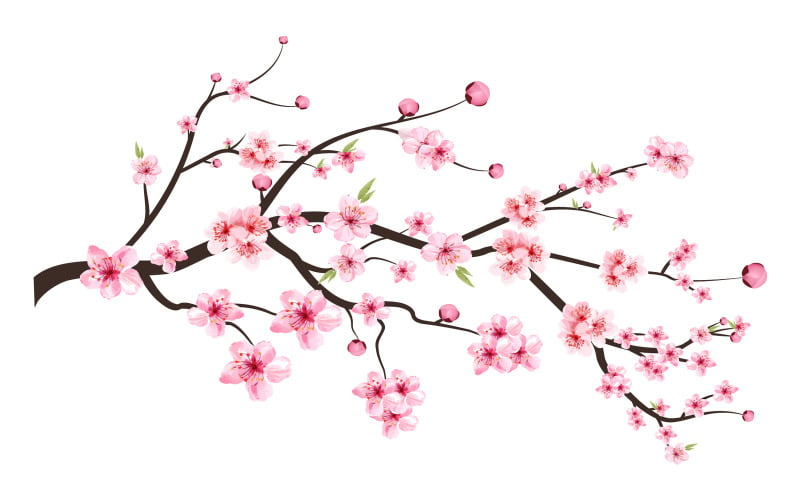 Cherry Blossom Blooming Flower Vector - TemplateMonster