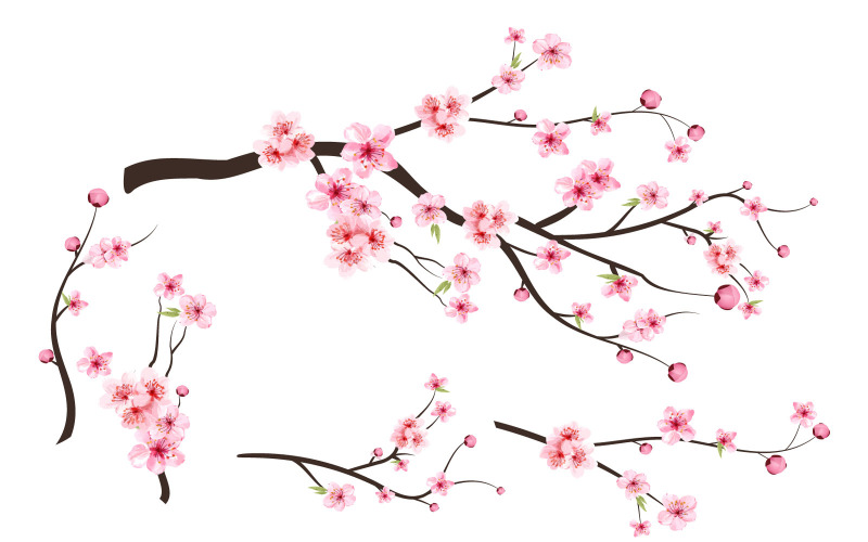 Flor de cerezo, rosa, sakura, flor, vector - TemplateMonster