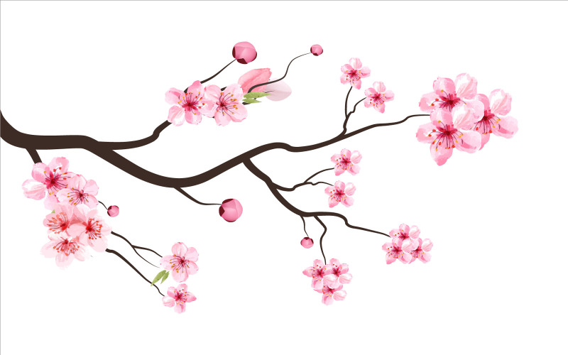 Branche de fleurs de cerisier vecteur - TemplateMonster