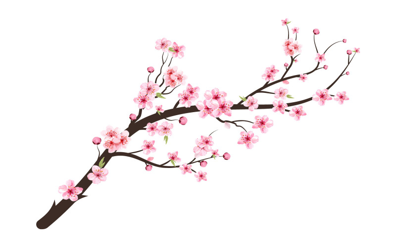 Körsbärsblommor akvarell blomma